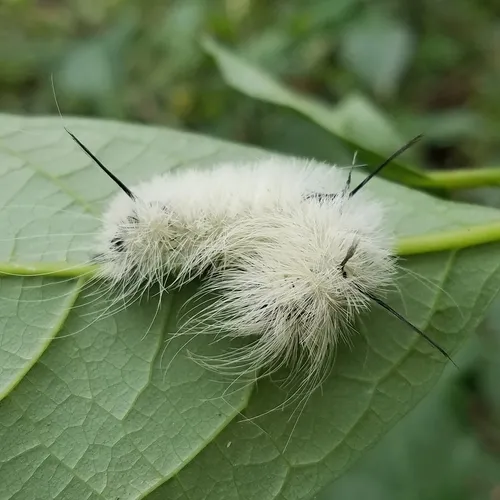American Dagger Moth - photo 2