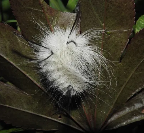 American Dagger Moth - photo 3