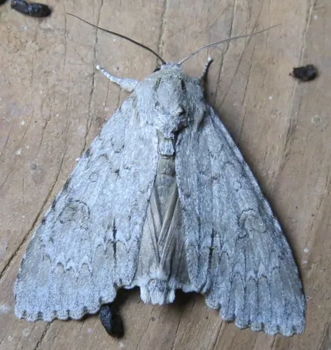 American Dagger Moth - photo 4