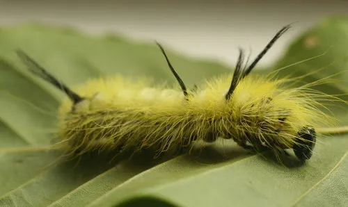 American Dagger Moth - photo 5