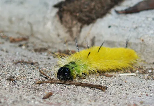 American Dagger Moth - photo 6