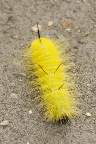 American Dagger Moth - photo 7
