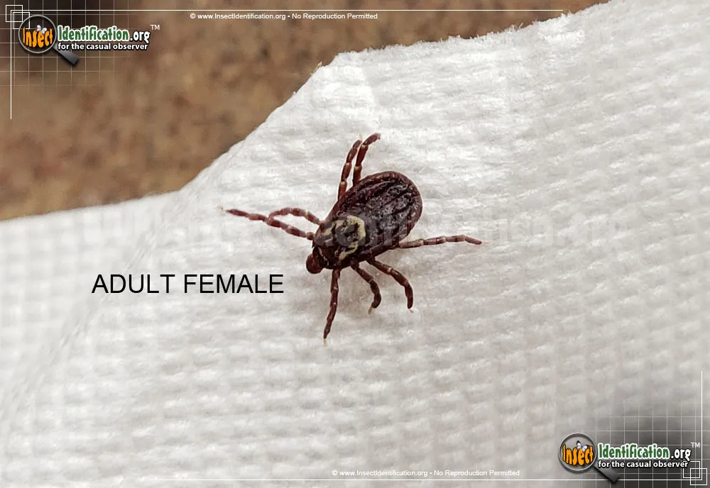 American Dog Tick