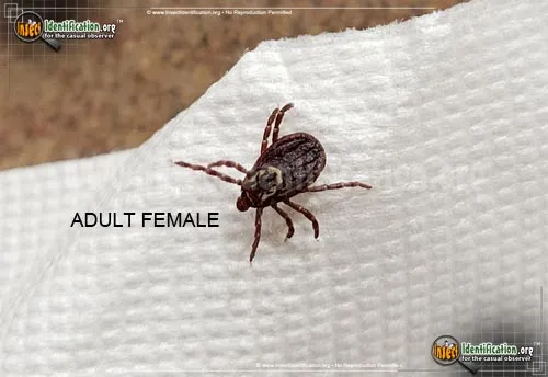 American Dog Tick - photo 2