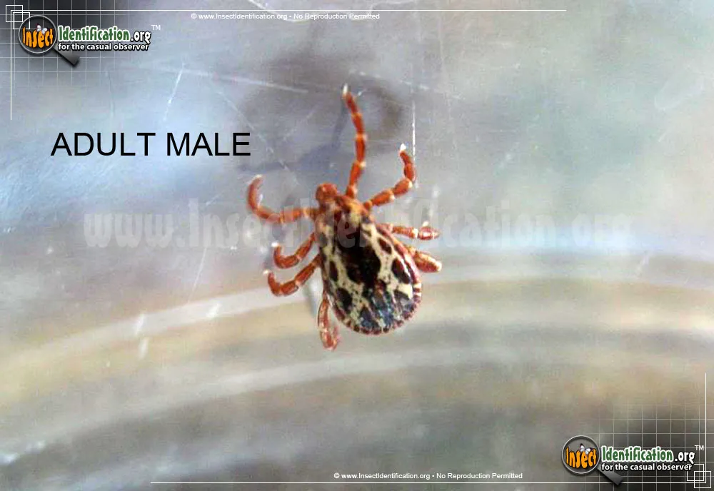 American Dog Tick - photo 3