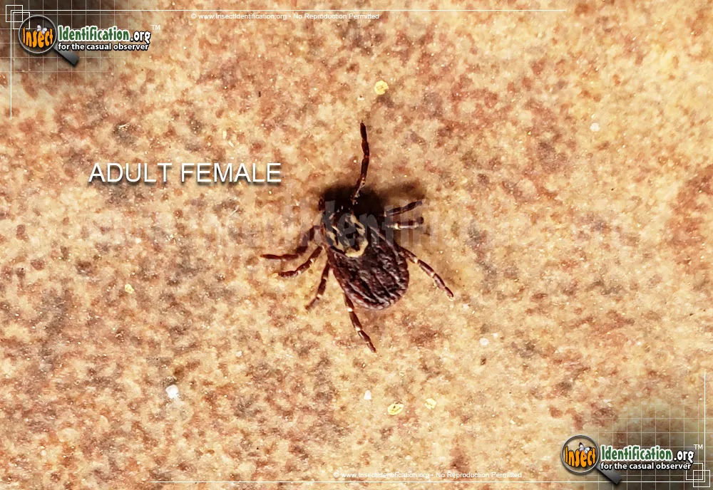 American Dog Tick - photo 7
