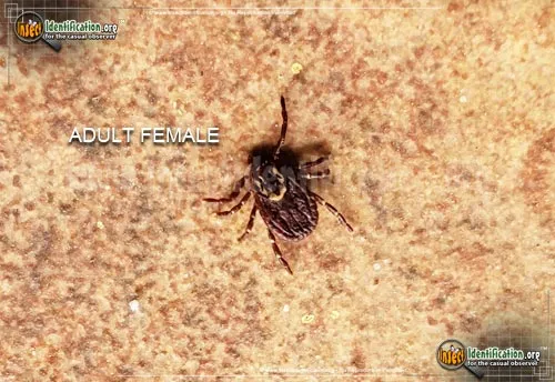 American Dog Tick - photo 8