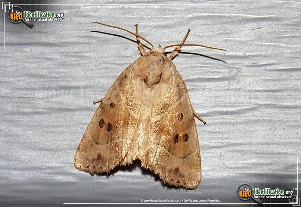 American Dun-bar Moth
