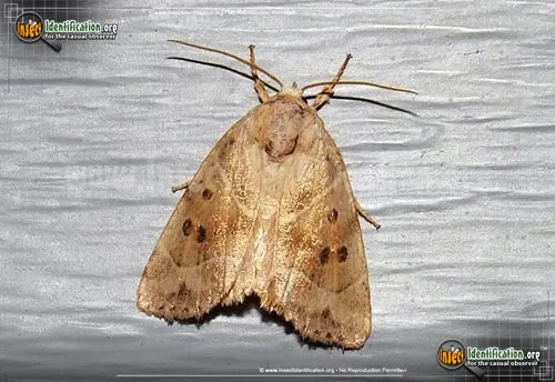 American Dun-bar Moth - photo 2