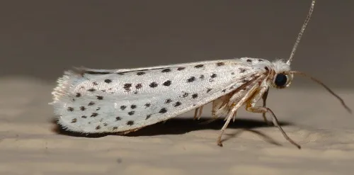 American Ermine Moth