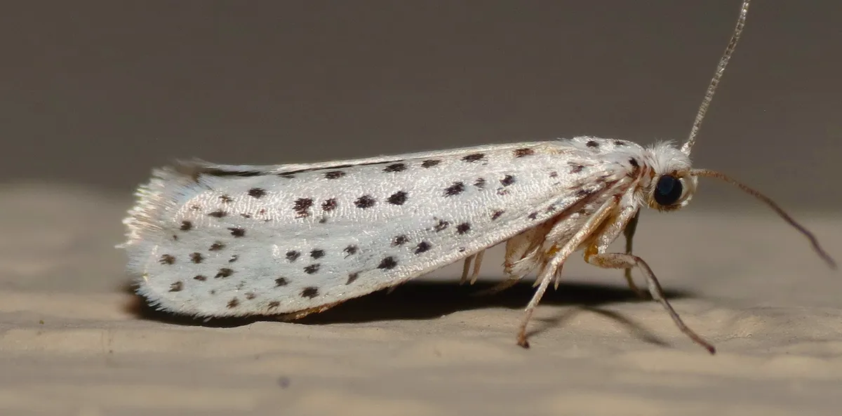 American Ermine Moth - photo 3
