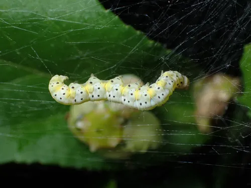 American Ermine Moth - photo 4
