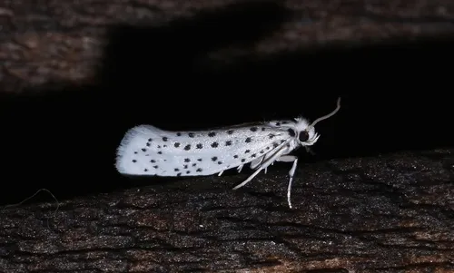 American Ermine Moth - photo 5