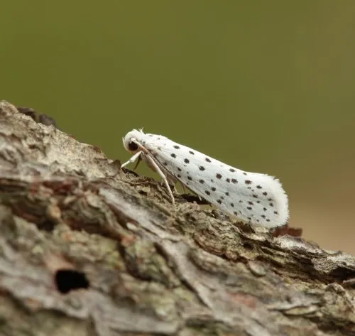 American Ermine Moth - photo 6