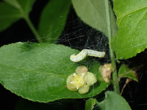 American Ermine Moth - photo 7