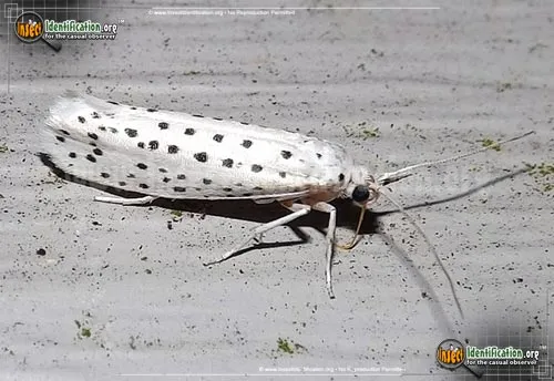 American Ermine Moth - photo 8