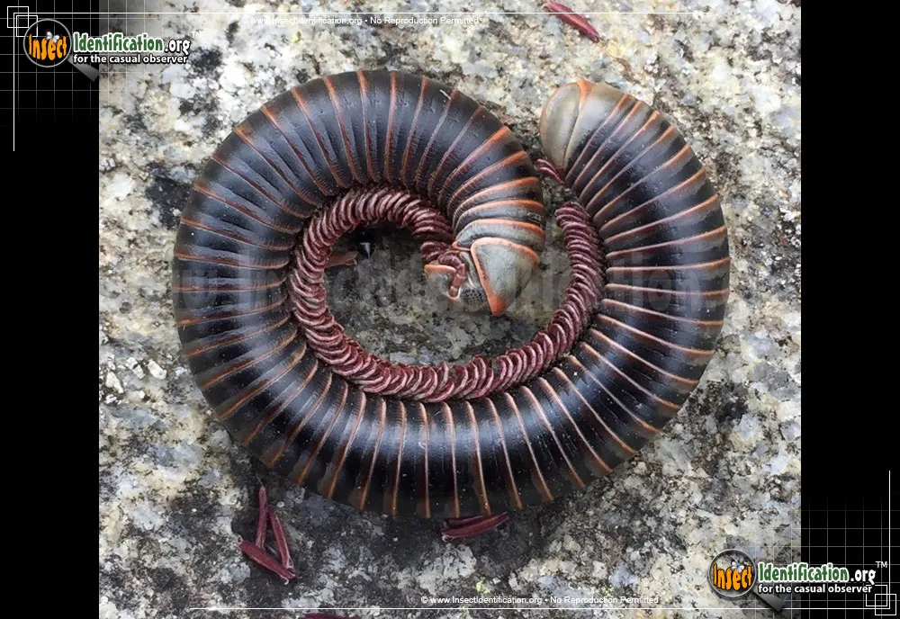 American Giant Millipede