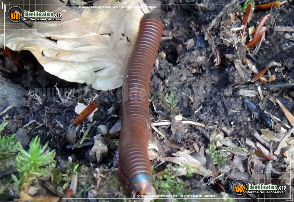 American Giant Millipede - photo 3