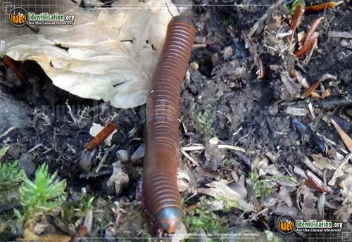 American Giant Millipede - photo 4