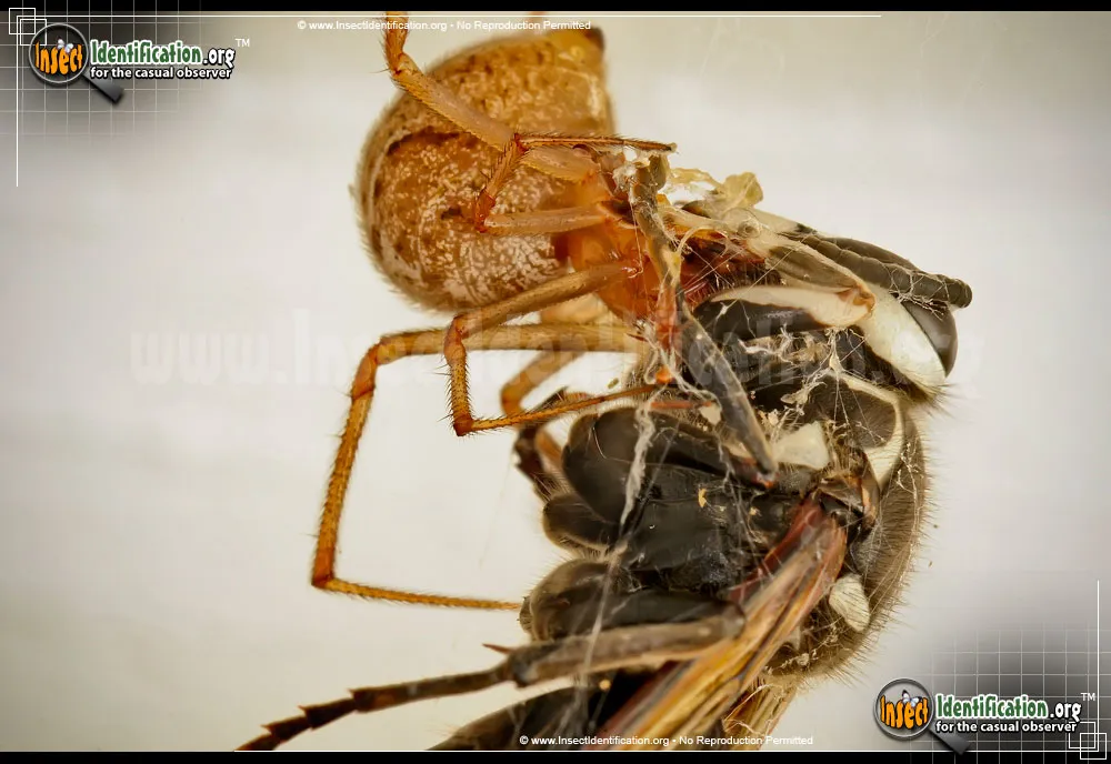 American House Spider - photo 2