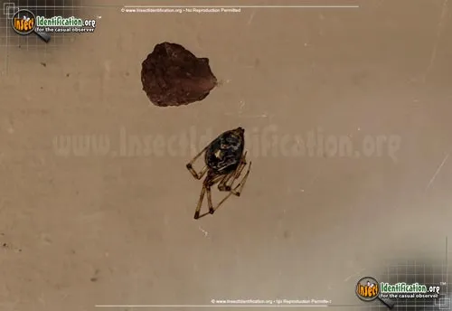 American House Spider - photo 3