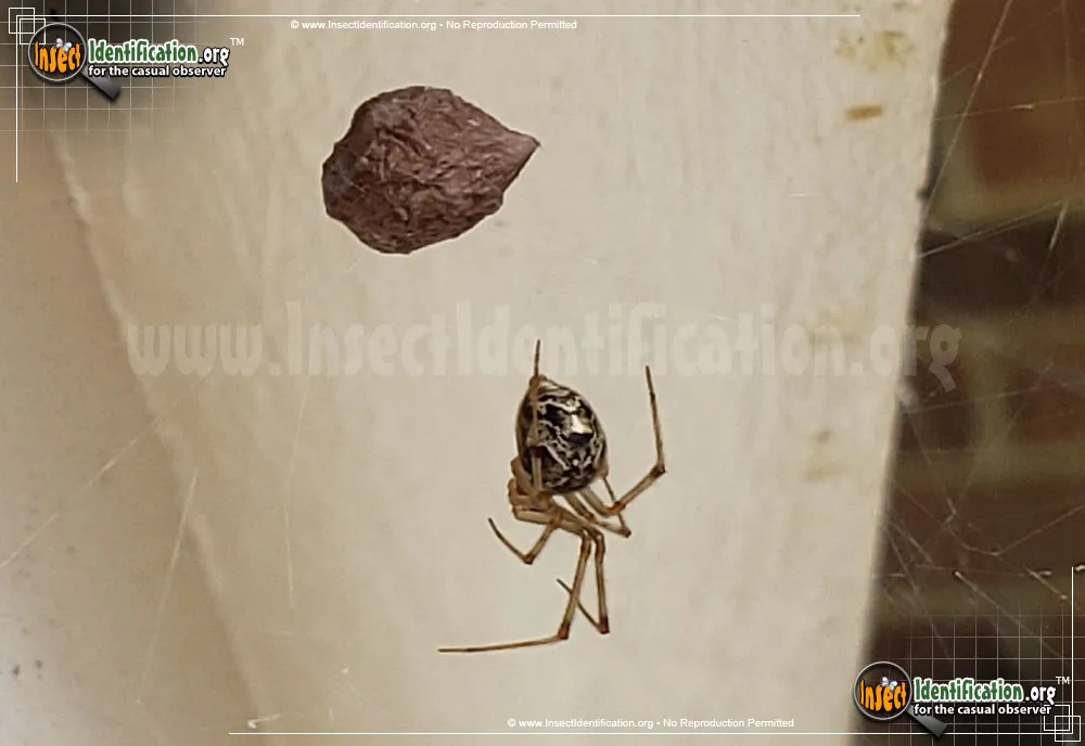 American House Spider - photo 4