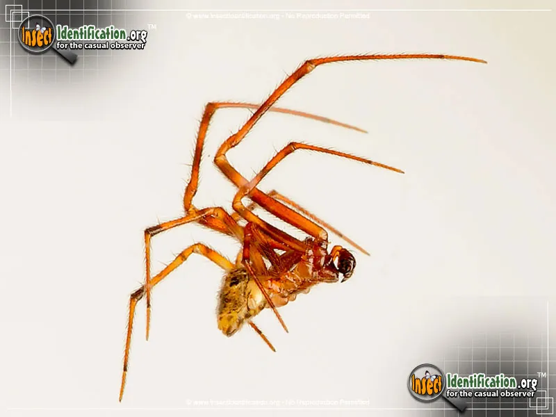 American House Spider - photo 5