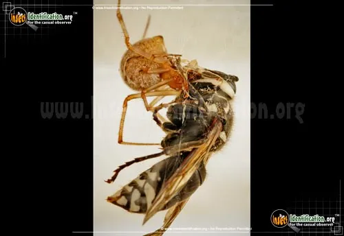 American House Spider - photo 6