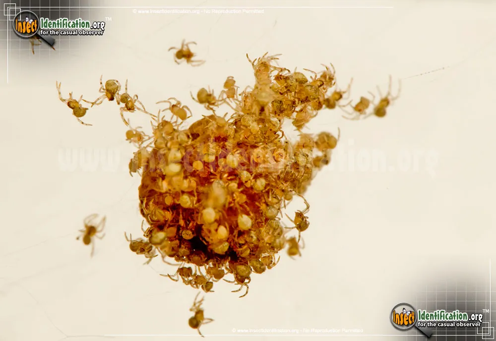 American House Spider - photo 7