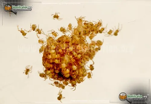 American House Spider - photo 8