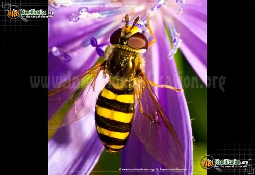 American Hover Fly - photo 2