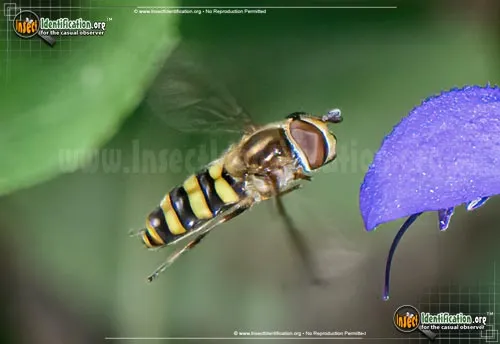American Hover Fly - photo 4