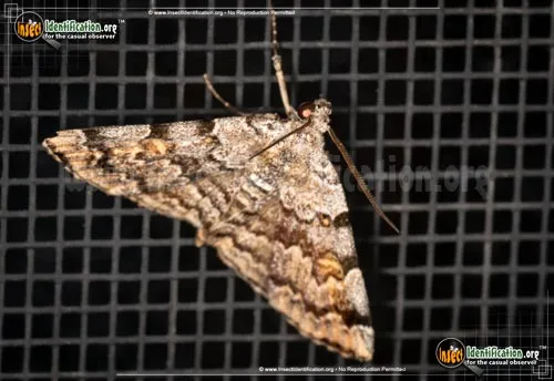 American Idia - photo 6