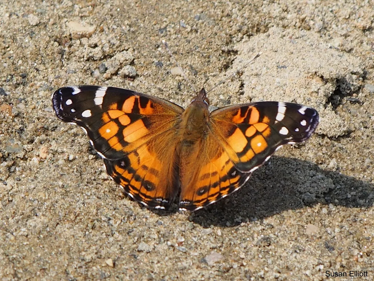 American Lady Butterfly - photo 3