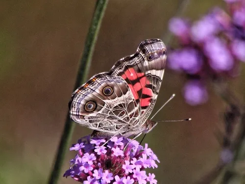 American Lady Butterfly - photo 6