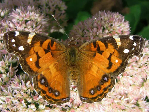 American Lady Butterfly - photo 7
