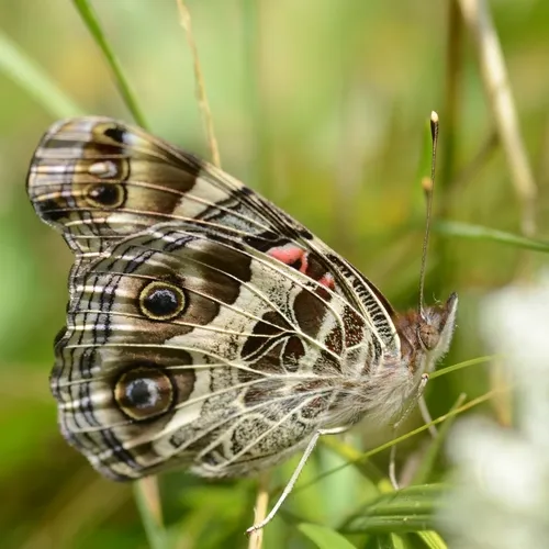 American Lady Butterfly - photo 8