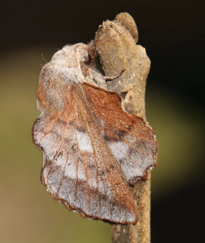 American Lappet Moth - photo 2
