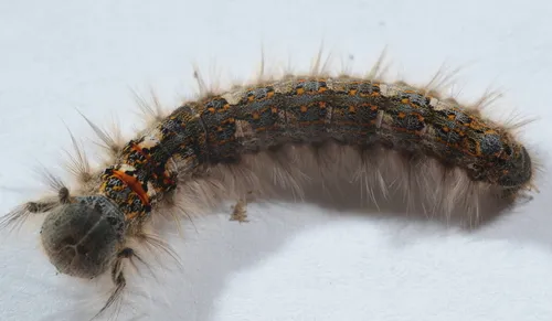 American Lappet Moth - photo 4