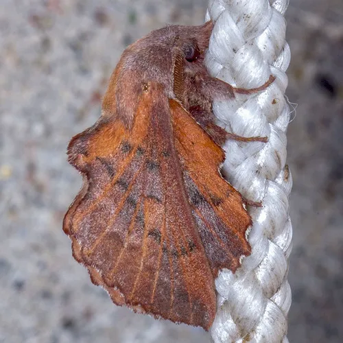 American Lappet Moth - photo 5