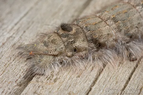 American Lappet Moth - photo 6