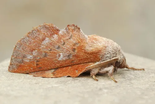 American Lappet Moth - photo 7