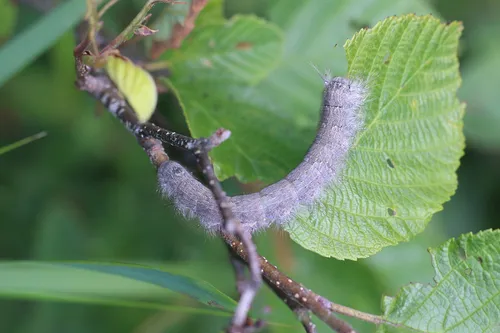 American Lappet Moth - photo 8