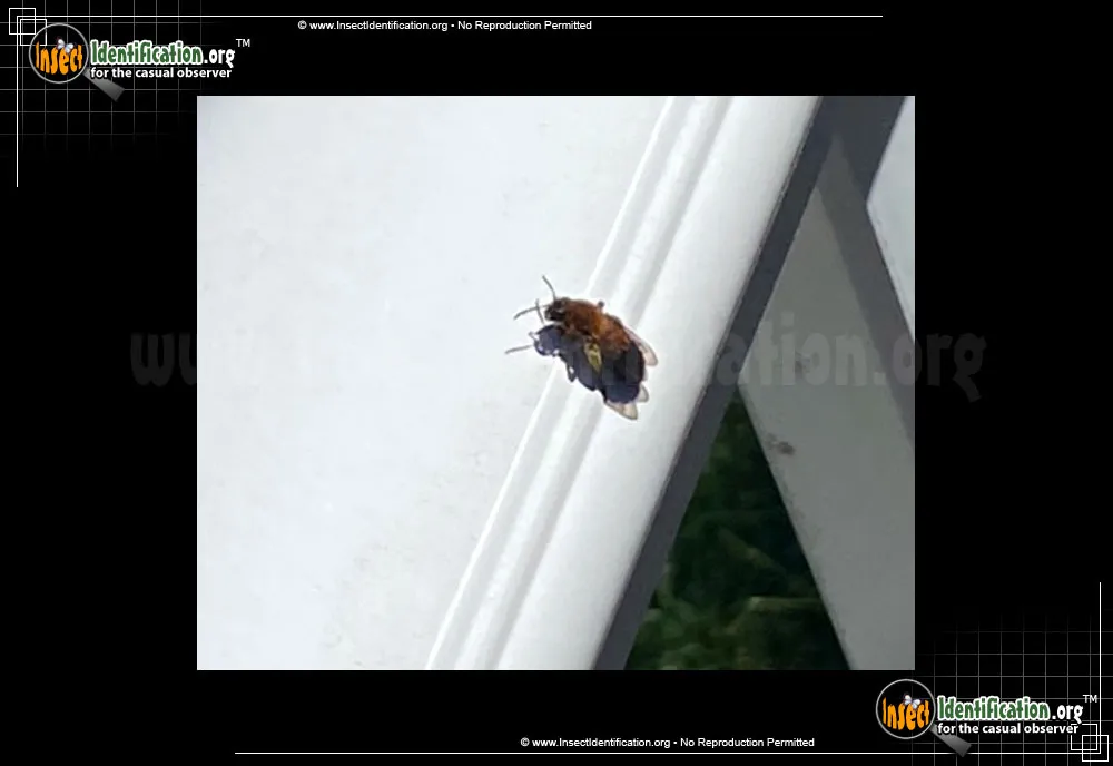 American Mourning Bee