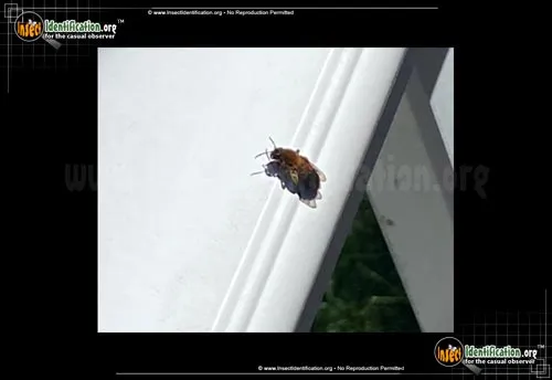 American Mourning Bee - photo 2