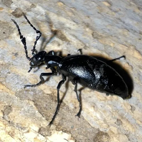 American Oil Beetle