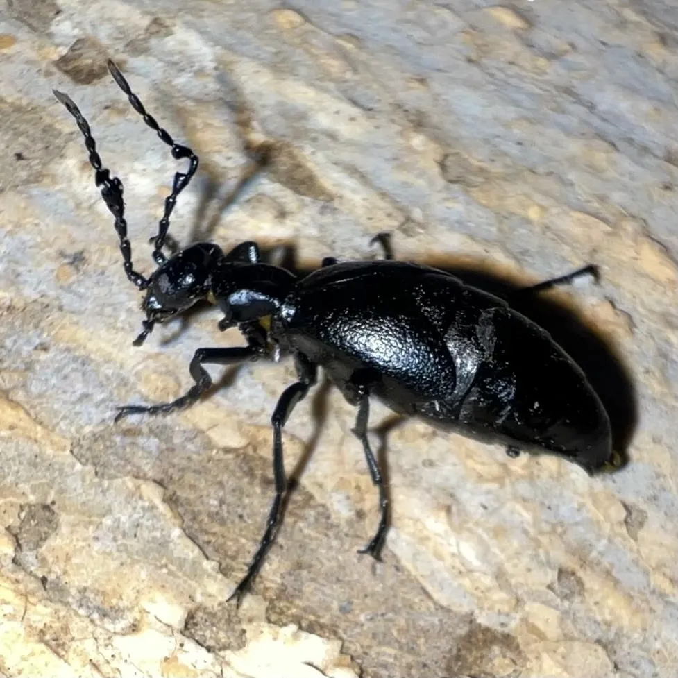 American Oil Beetle - photo 2