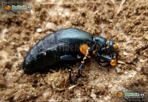 American Oil Beetle - photo 4
