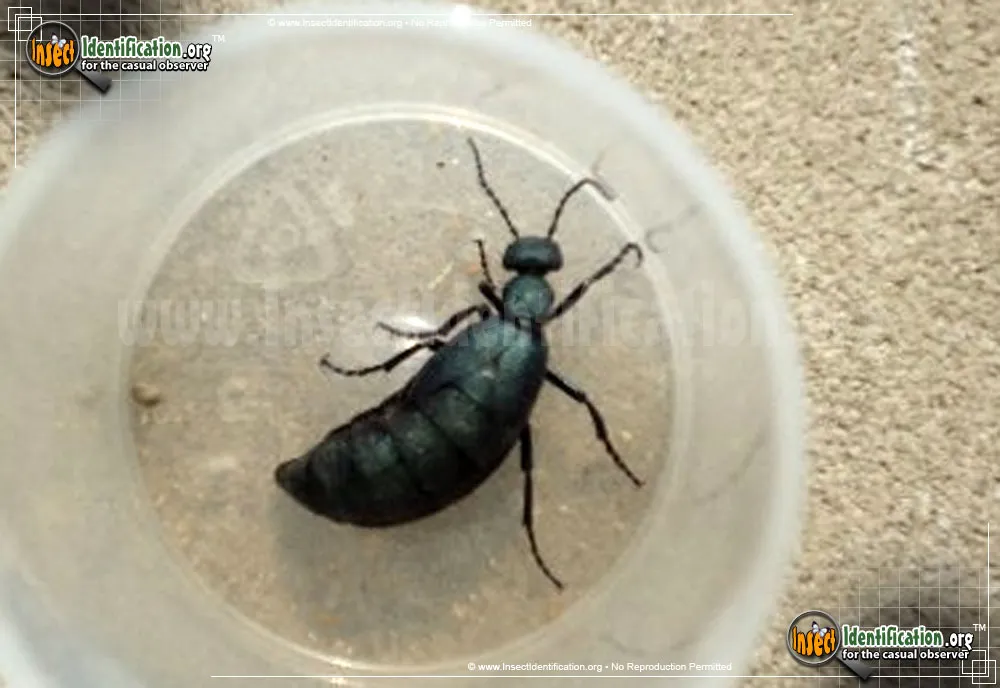 American Oil Beetle - photo 5