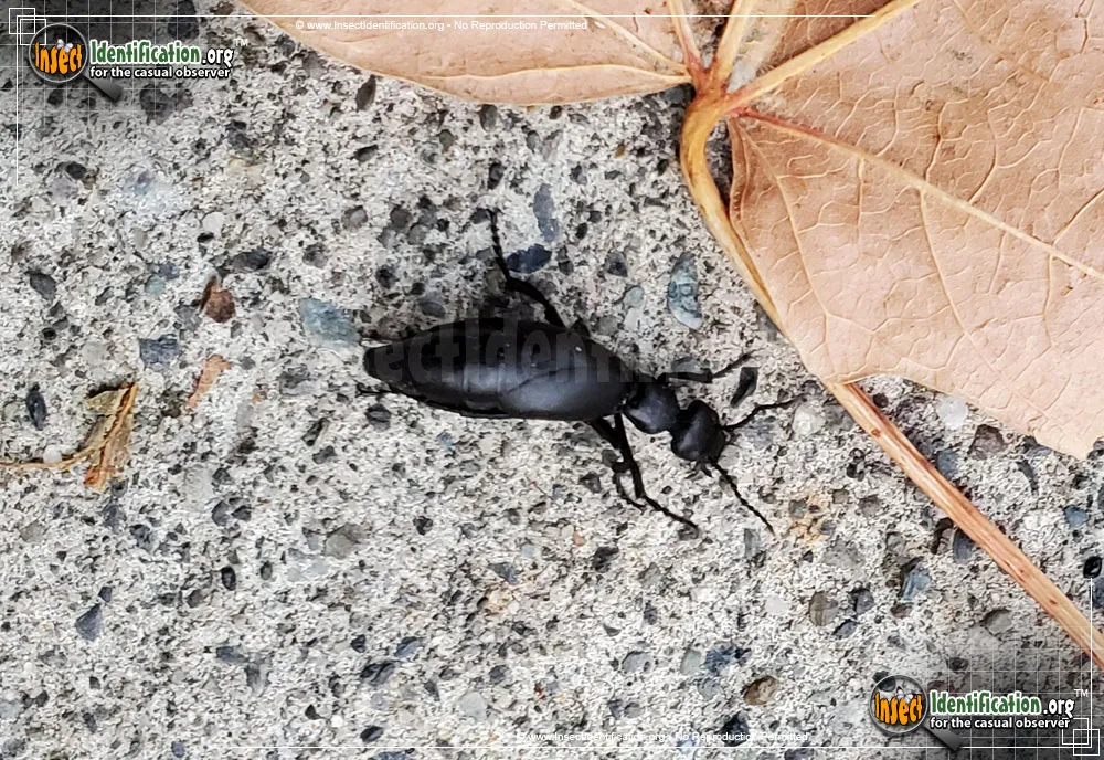 American Oil Beetle - photo 6